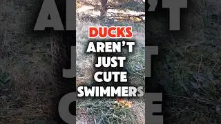 Факты об утках, которые заставят вас улыбнуться. 🦆🦆 #утки #шорты