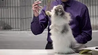 CFA International Cat Show 2017 - BiColor Persian kittens - set 5