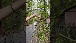Rescuing fallen Vanda orchids #orchids