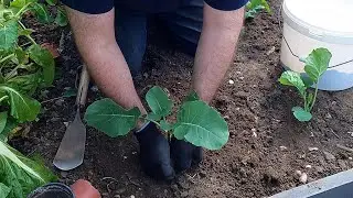 Planting brassicas