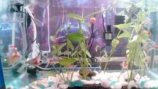 Silent Live For WH with Gold Fish
