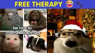 Animal Memes That Are Basically Free Therapy 😂🐾