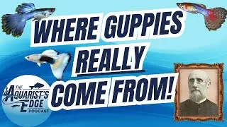 Where Guppies Come From And Why It Matters