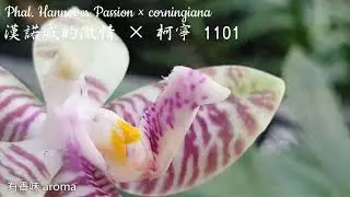 Phal. Hannover Passion &times; corningiana  漢諾威的激情 &times; 柯寧 1101