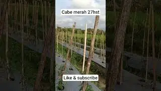 cabe merah 27hst #petanicabemilenial #cabeunggul #pertanian #petanimuda #fyp #videoviral #viral