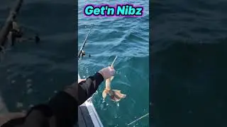 Beautiful Banjo Shark | Get'n Nibz