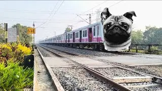 কুকুর ট্রেন চালাই তোমরা সবাই দেখো#youtubeshorts#trian#raliway#indianrailwaysjitu#indianrailways