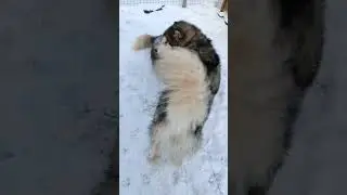 Волчьи замашки маламутов.