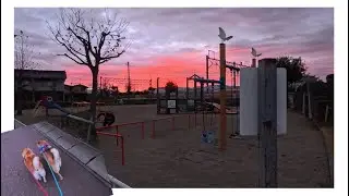 2026年1月19日(月) 早朝ゲーミング散歩