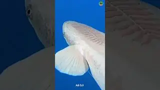 #remora #facts #shorts