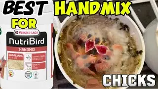 how to make best handmix for chicks 🐣