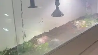 Allestimento Terrario per tartarughe di terra.