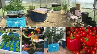 Auburn University  Small Scale Aquaponics Demonstration Greenhouse