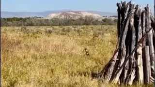 Flying Cryptid In Utah