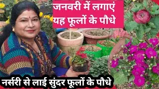 Best summer flowering plants | पूरी गर्मी फूल देंगे यह पौधे | Best Repotting tips | jan feb flowers 