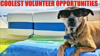 Best Volunteer Projects: Unlock Your Potential with Volunteering Opportunities Near You