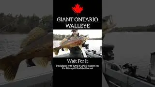 RECORD Ontario WALLEYE!! 😱 #shorts