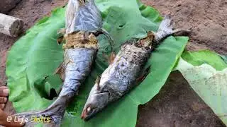 Wow! Using Snail Bait for Fishing then Cook near my Village | CATCHING BIG FISH