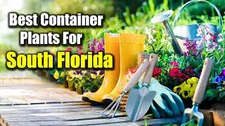 Best Container Plants For South Florida