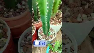 cereus exagonus, cactus, cact&aacute;cea