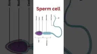Sperm cell #sperm #spermcell #gametes #gamete #malegamete