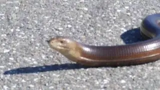 The sheltopusik (Pseudopus apodus), Pallas' glass lizard or the European legless lizard