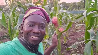 I'm expecting good yield this year 2024 | Corn 🌽 farming in Northern Ghana