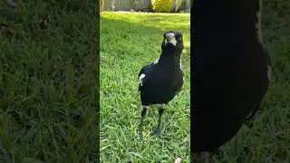 Male Australian Magpie and its Young #magpie #birdsounds #cutebirds #wildbirds #australia