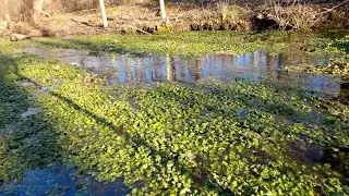 Early Spring at Walnut Springs Park - March 2021, State College, PA, USA