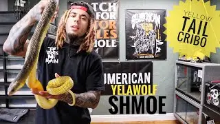CRIBO SPOTLIGHT | YELAWOLF | YELLOW TAIL CRIBO
