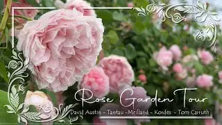 Crown Princess Margareta, Eustacia Vye & St Swithun in a Spring Garden Waltz • David Austin Roses •