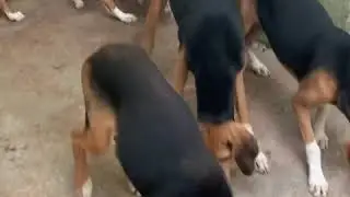 Filhos do Yankee , j&aacute; com 6 meses . Canil Negreiros