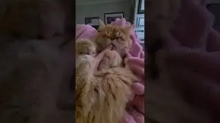 The CUTEST Night Night Video 😻 #Shorts #Cat #Kitten