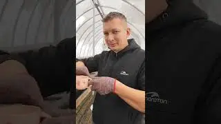 Выгонка тюльпанов, полив и наведение питательного раствора#выгонкатюльпанов#тюльпаны#цветочныйбизнес
