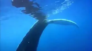 Humpback whales of Samana