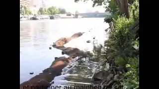La fascine de saule nous fascine
