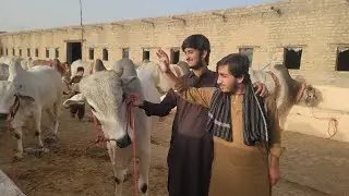 Quetta Bakra Mandi Today update 01:06:2025 Like and Subscribe My Account