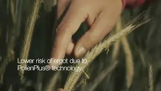 Starting a #RYEVOLUTION &ndash; The future belongs to KWS hybrid rye.