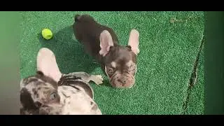 chocolate Frenchie play time