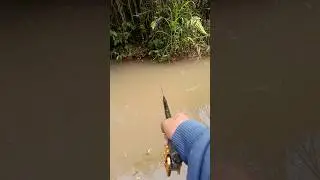 Mancing wader di spot kalen istimewa #shorts #jordanmicrofishing #mancingwader #mancing  #istimewa
