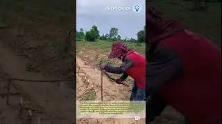 Manual cassava planting and farming techniques satisfying