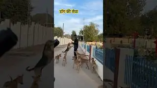 भूखे बच्चो की सेवा | Dog ka Favourit | Food | Pet Vlog in Hindi | shorts  | Ranchhod vlog