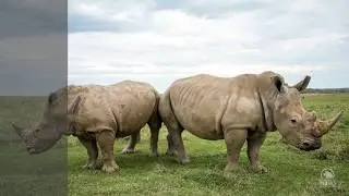 Rhino Poaching Crisis