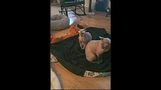 All the Hairless