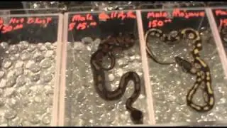 Midwest Reptile Show
