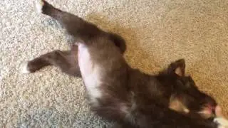 Puppy Stella showing off her new tricks