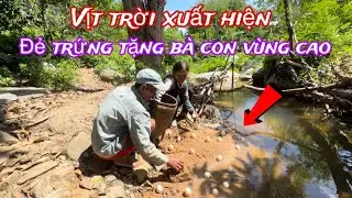 Vịt trời xuất hiện đẻ trứng cho bà con vùng cao..và câu chuyện của đôi vợ chồng nghèo khổ  ở núi cao