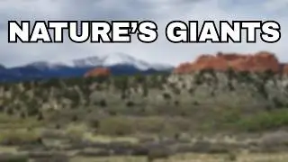 Nature Dog Realms | Garden of Gods