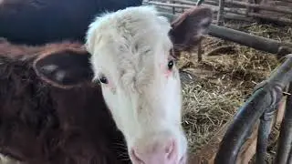 New Year's, corn silage, Shorthorns, barn update, and my childhood dream sled! 