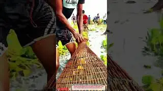 Best Innovation Tool Simple Traditional Fish Trap Machine Hack #innovation#shorts#videoshorts